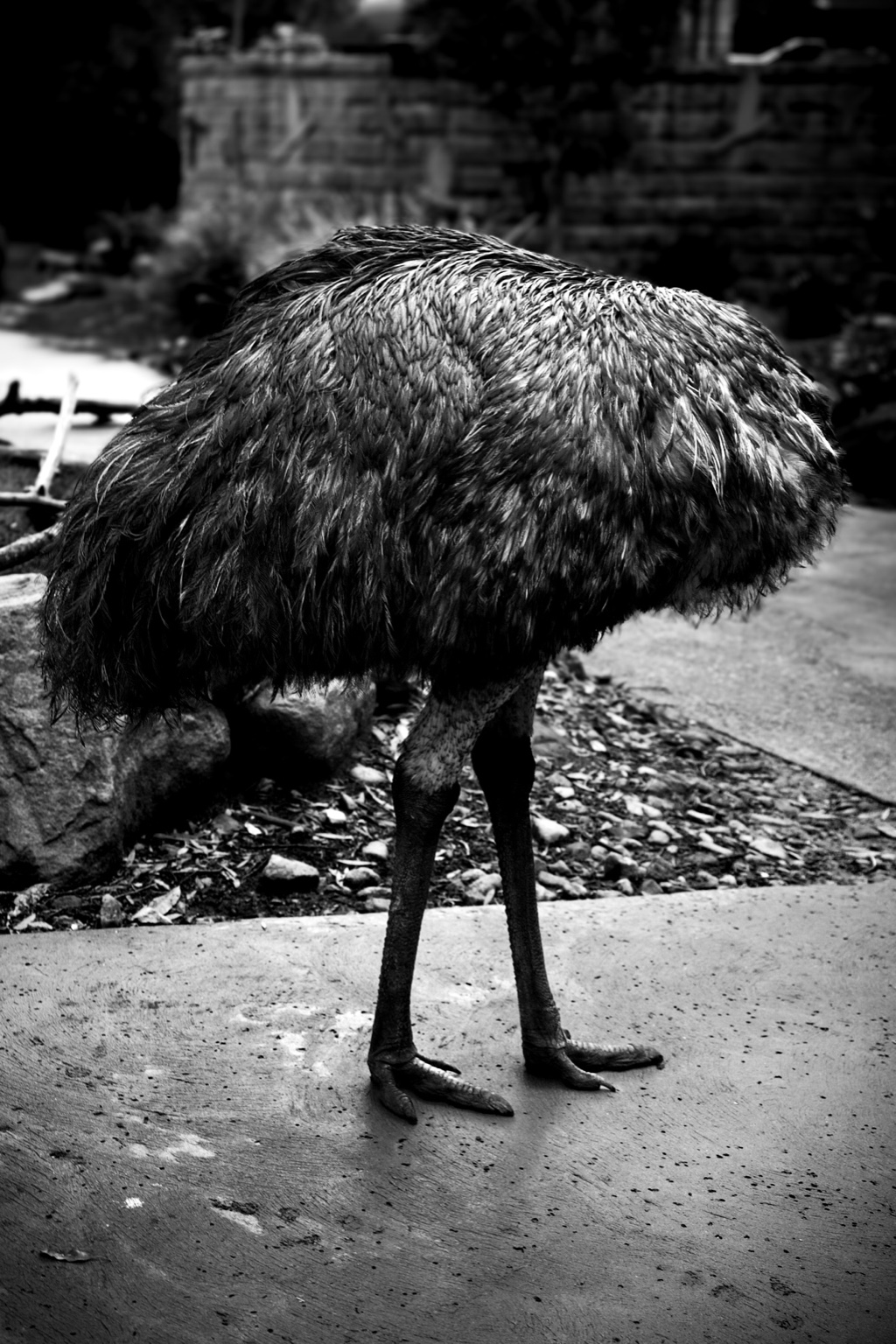 Conceptual composition exploring intuition over reason — poetic contrast.