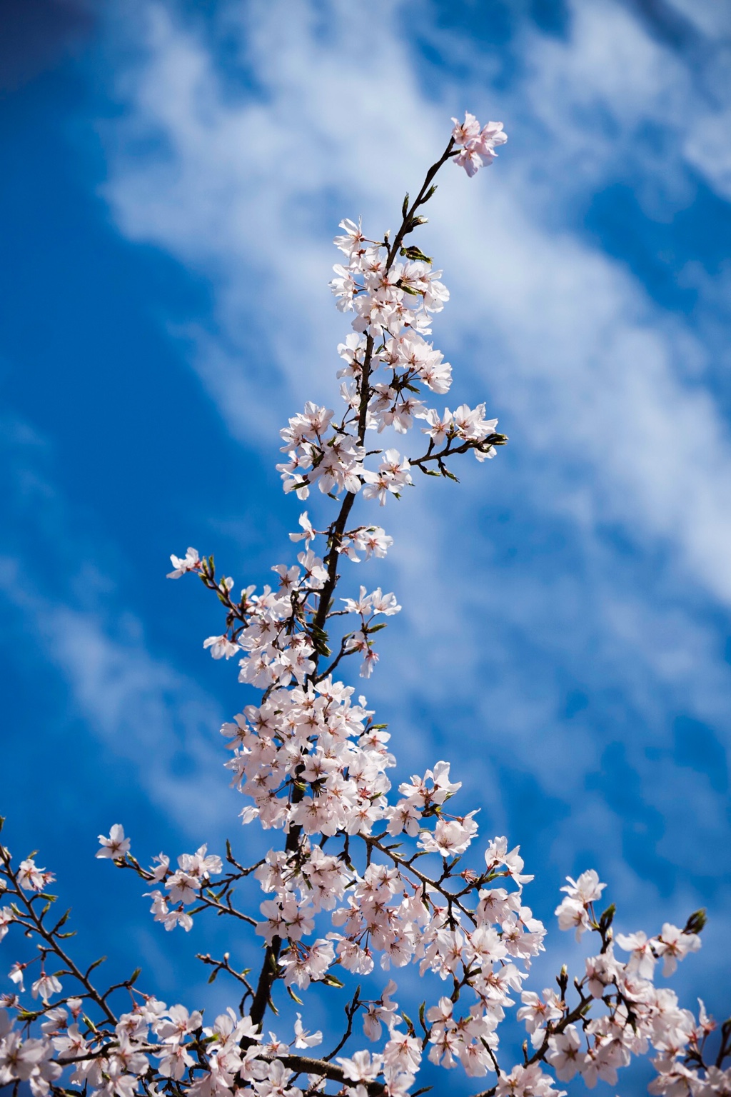 Minimal skyline photograph — the quiet aspiration of reaching upward.
