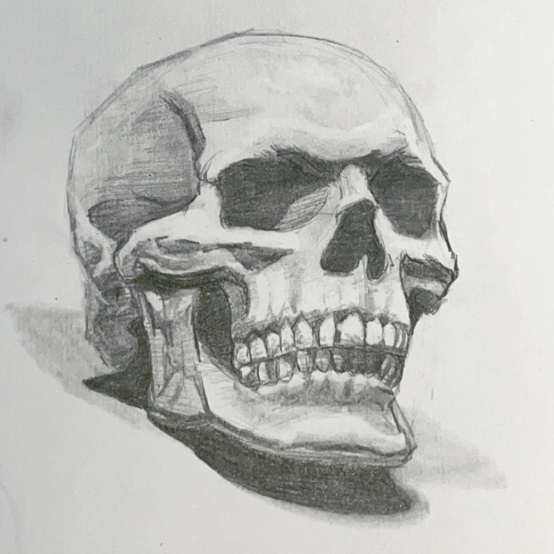 Graphite skull study — anatomical form and shadow captured with precision.
