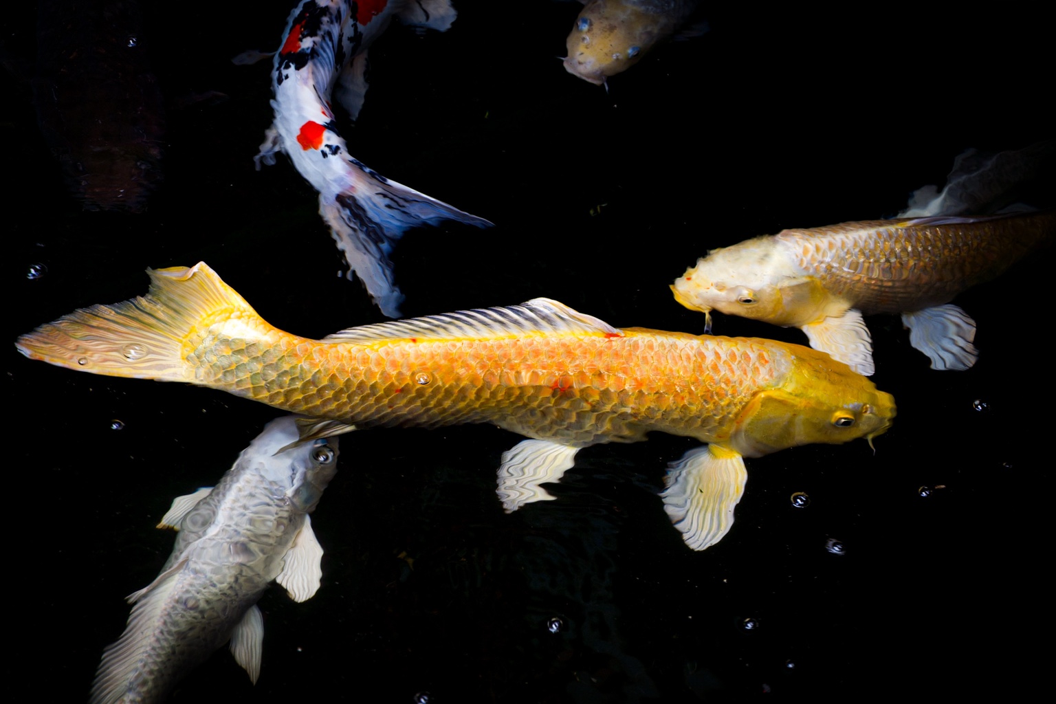 Golden koi gliding through rippling water — motion meeting grace.