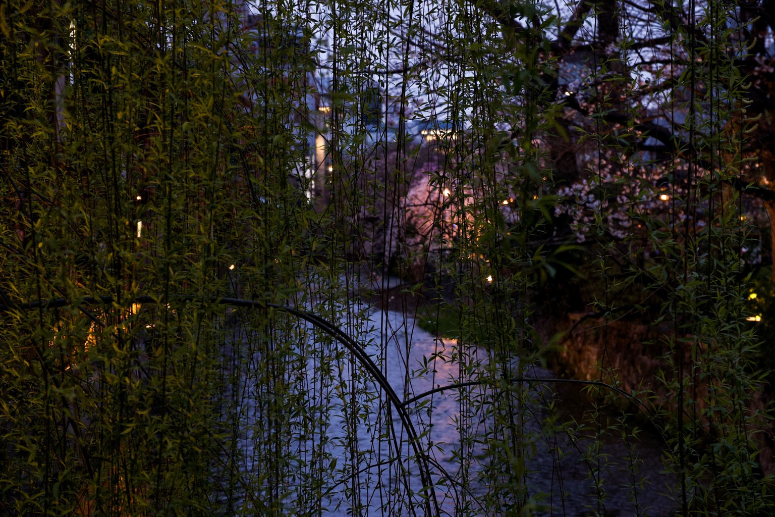 Cherry blossoms framed through soft haze — beauty seen through stillness.